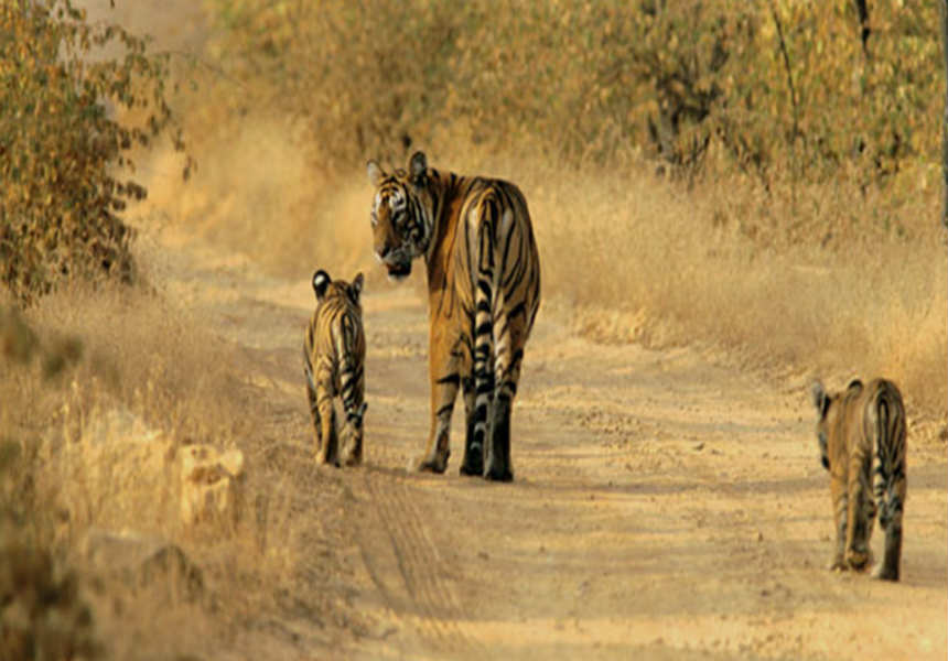 Hotel Burja Haveli, Alwar, Rajasthan - Sariska Tiger Reserve